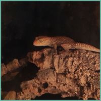 Wizzy madagascar grond gecko